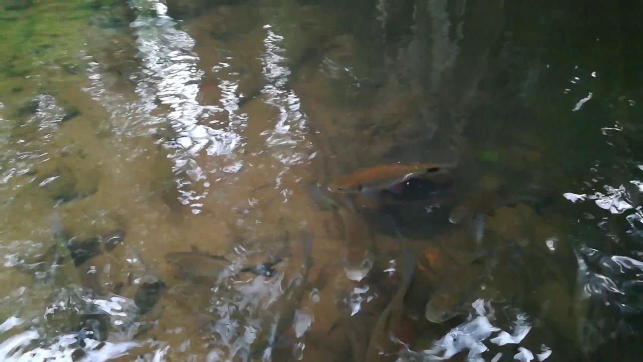 BIG FISH IN THE RIVER - YouTube