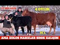 ANA XOLOS NARXLAR SHOK ULGURIB QOLIN SUPPER