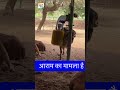 गौशाला में पेड़ नहीं हैं तो ये ज़रूर हो #shorts #shortsvideo #gircowvideo #gromming #trandingshorts