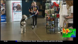Pet adoptions soar after Kansas Humane Society issues urgent plea to avoid euthanizations