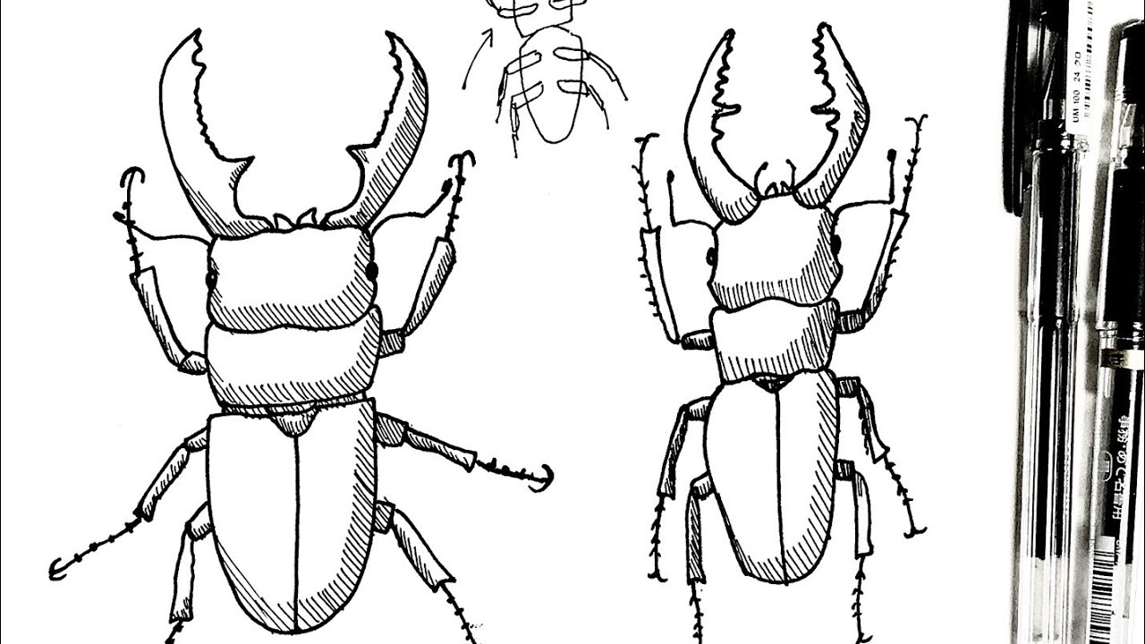 How To Draw A Pen Drawing Of A Stag Beetle Giant Stag Beetle Sawtooth Stag Beetle In 4 Minutes Youtube