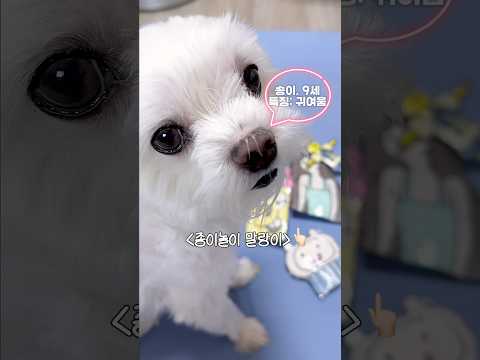 춘팔이 강아지랑 종이놀이 말랑이🐾
