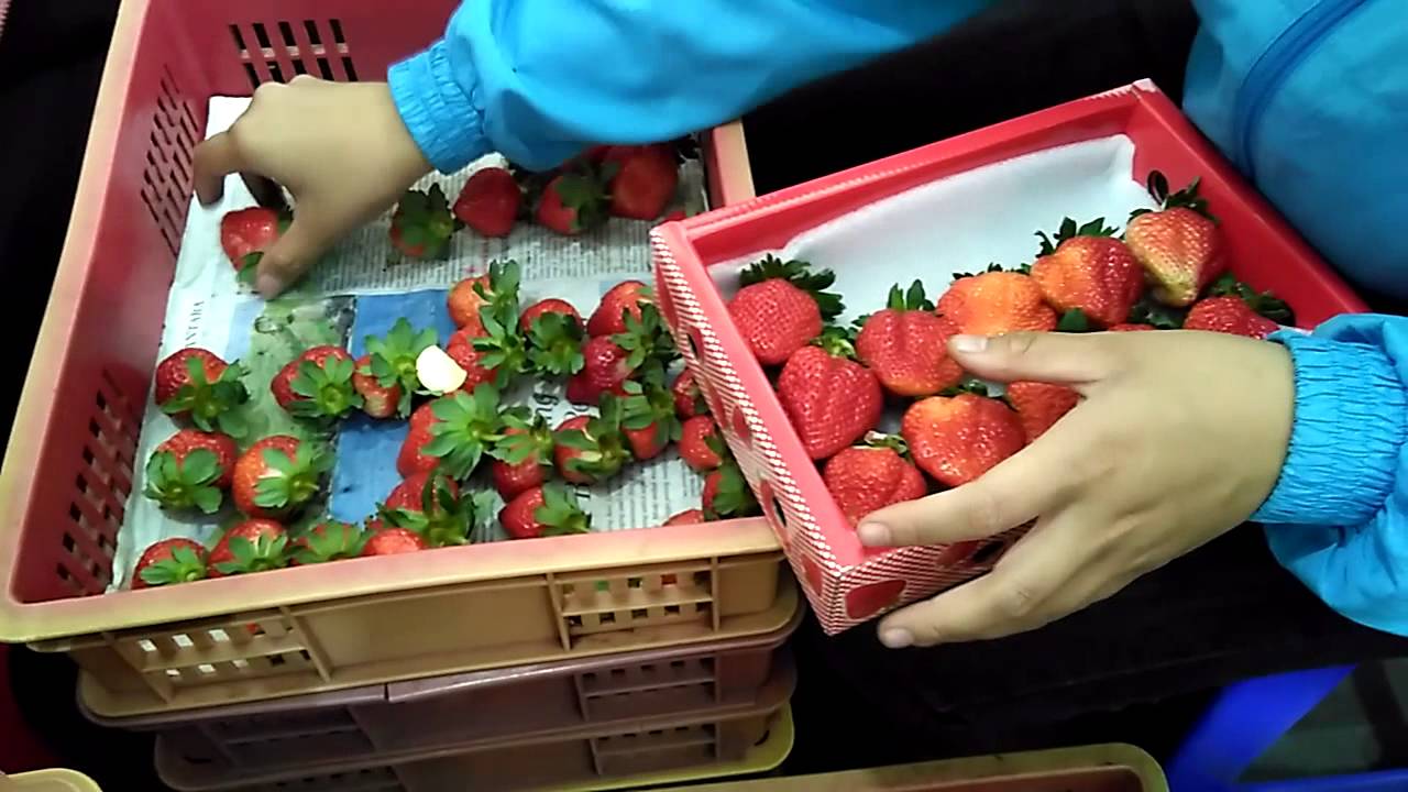 Packing process Lafresa strawberry Lembang YouTube
