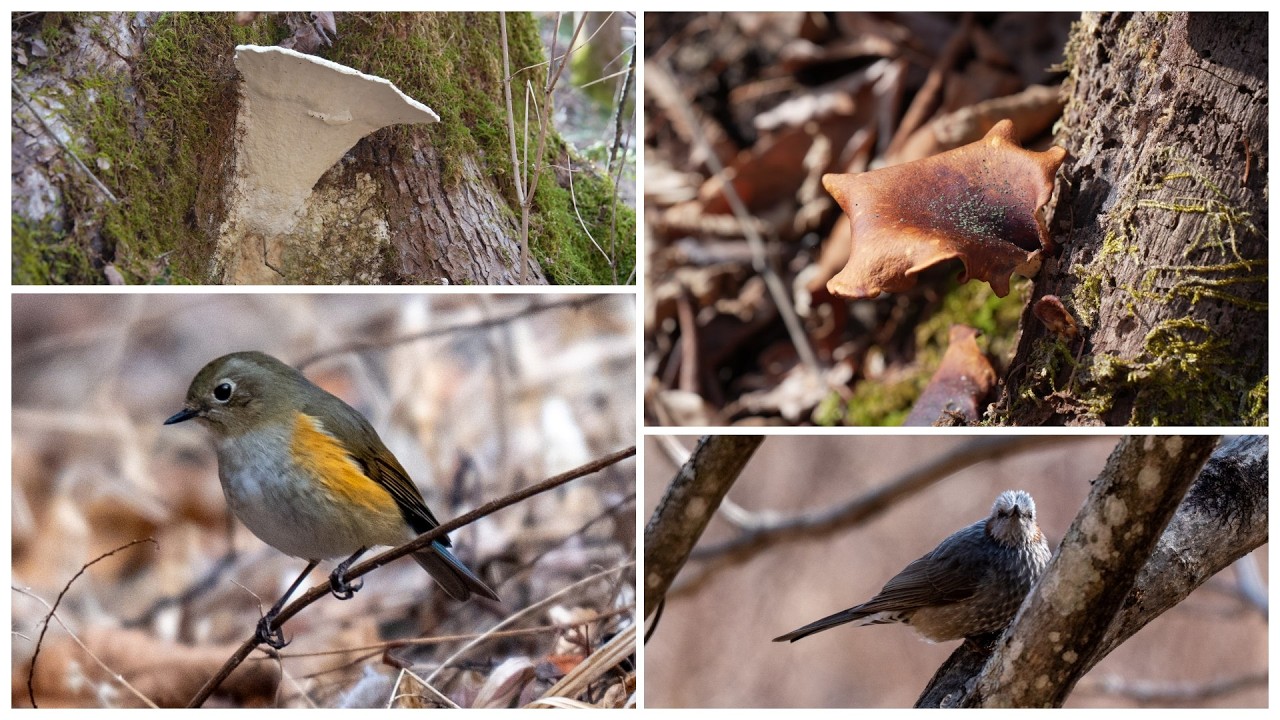 鳥見のメッカなのに激渋？ ルリビタキ アシグロタケ 2026030
