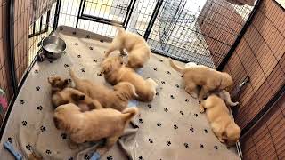 After Dinner Roly-Poly Time! (Breezy's Litter) by Imagination Goldens 173 views 1 year ago 1 minute