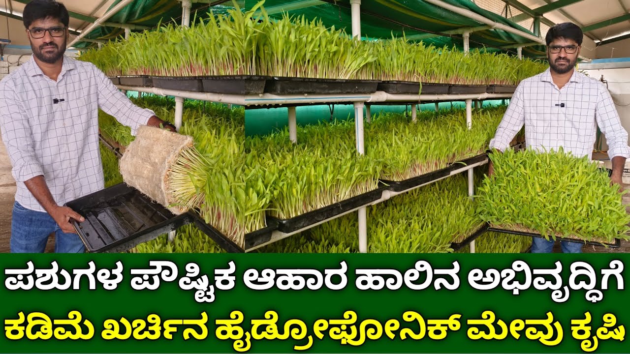 ಹೈಡ್ರೋಫೋನಿಕ್ ಮೇವು ಕೃಷಿ | ಪಶುಗಳ ಪೌಷ್ಟಿಕ ಆಹಾರ ಹಾಲಿನ ಅಭಿವೃದ್ಧಿ | hydroponic Fodder System in Kannada