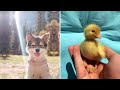 Cute Baby Animals ❤️ Funny Cats and Dogs Compilation #9
