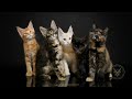 Maine Coon Türkiye