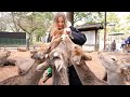 Feeding the Japanese deer in Nara Park【Japan Life】