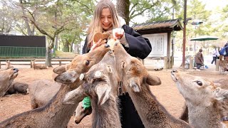 Feeding the Japanese deer in Nara Park【Japan Life】