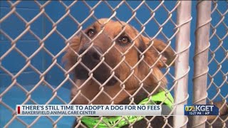 There's still time to adopt a dog for no fees at Bakersfield Animal Care Center