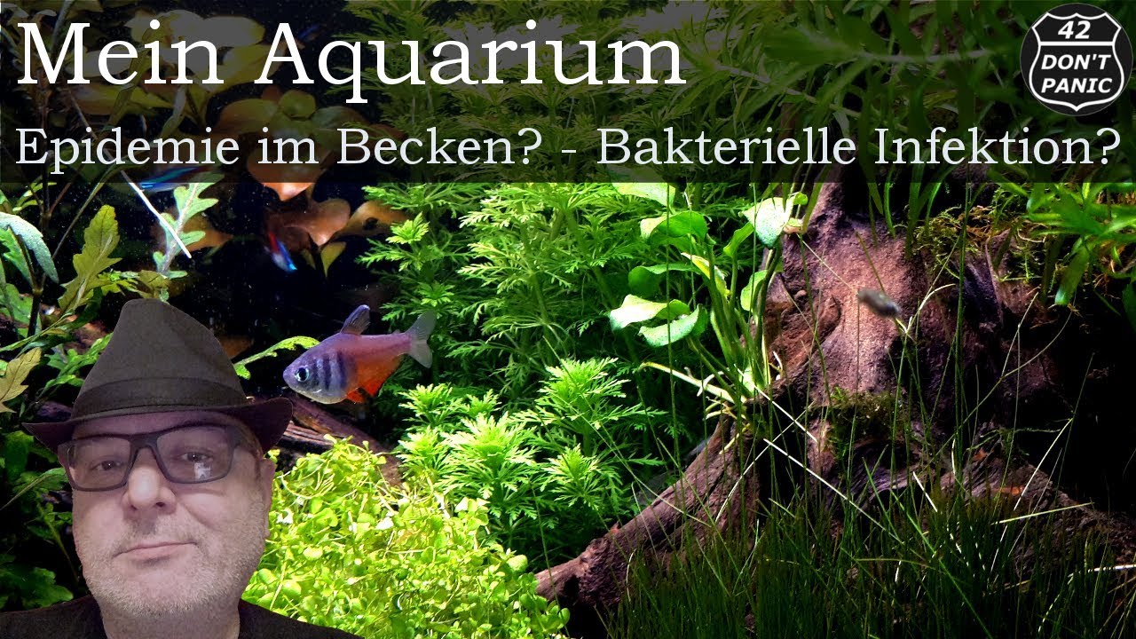 Epidemie im Becken? Bakterielle Infektion? Mein Aquarium 63 YouTube