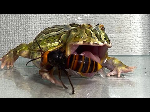 The giant hornet queen is too big / Pacman frog , African bullfrog【LIVE FEEDING】