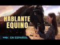 Hablante equino  estreno 2024   pelicula exclusiva familiar  pelicula en espanol latino