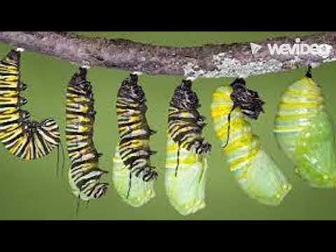 Life Cycle of a Monarch butterfly.