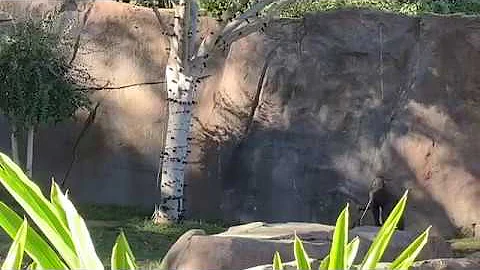 ゴリラ ウィンストン家族 🦍 WINSTON FAMILY GORILLA