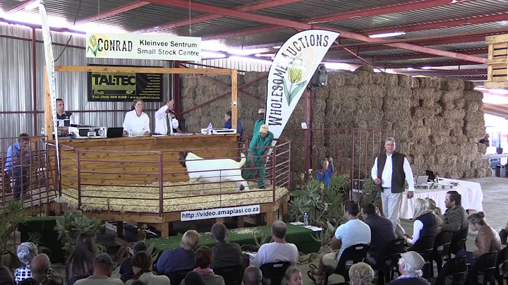 Video 7 - Auction Day