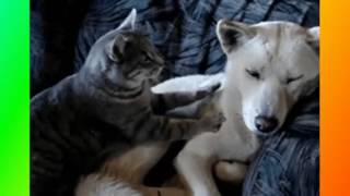 Смешное видео о животных.Прикольное видео о животных.Забавное видео о животных.Для детей Смешное видео о животных.Прикольное видео о животных.Забавное видео о животных.Для детей