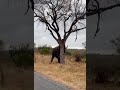 Elephant breaking tree at Krugerpark( east mpumulanga)