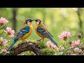 All Stress Disappears When This Music Starts Playing Emotional Healing Relax Music 