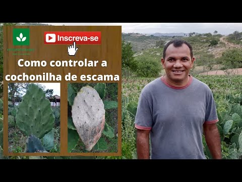 Vídeo: O que é escama de cochonilha: Saiba mais sobre o tratamento de escamas de cochonilha