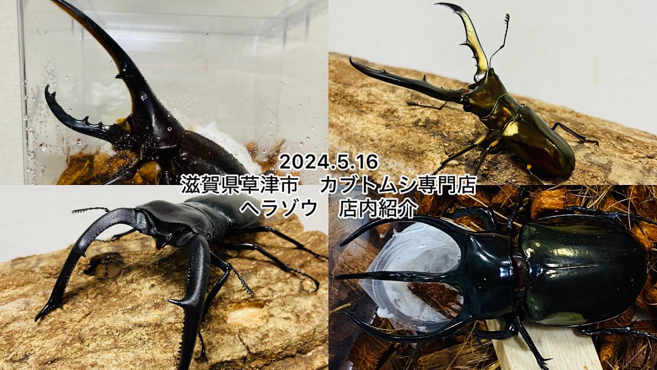 インドネシア便入荷！ 店内紹介2024.5.16 滋賀県草津市カブトムシ専門