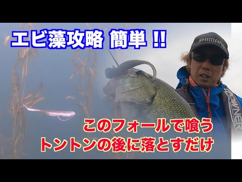 エビ藻攻略 簡単 このフォールで喰わす トントンの後に落とすだけgetnettv No119 琵琶湖バス釣り Youtube