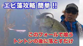 エビ藻攻略 簡単 このフォールで喰わす トントンの後に落とすだけgetnettv No119 琵琶湖バス釣り Youtube