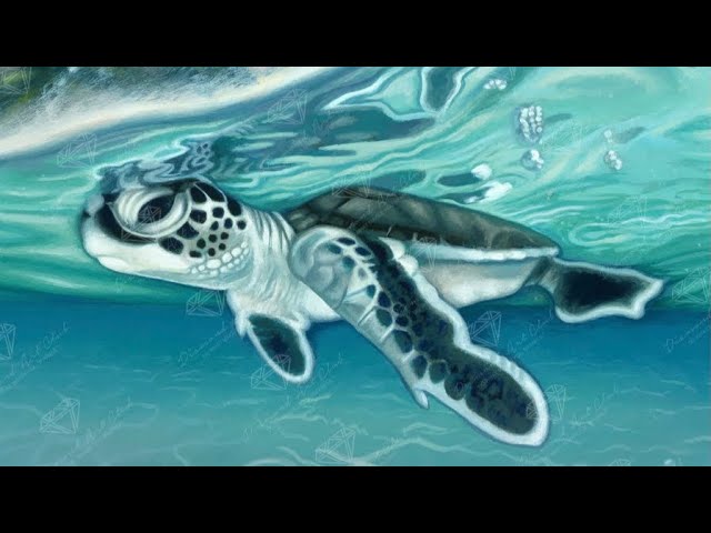 Smiling Sea Turtle – Diamond Art Club