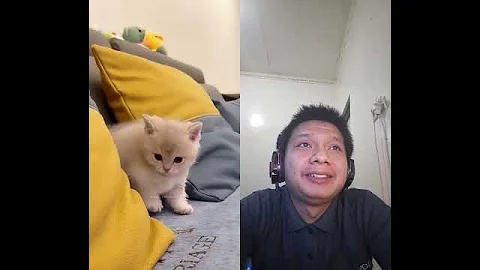 Video 10957411: adorable kittens playful cats, funny cats adorable kitten, cat baby kitten playing, funny cat cutest