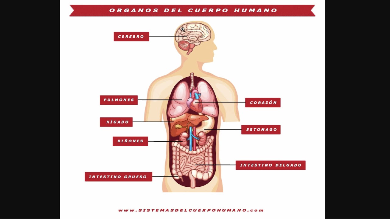 Cuál es el órgano más grande del cuerpo humano