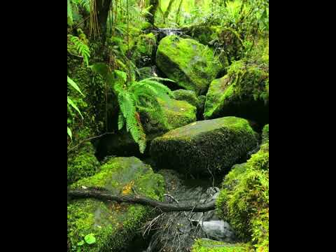 Cover 🌲🌿Stream/ Moss Forest🦅🍃