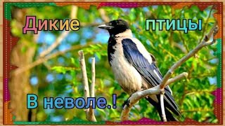 Как приручить дикую ворону?