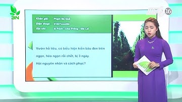 Khắc phục cây tiêu bị rệp gây hại