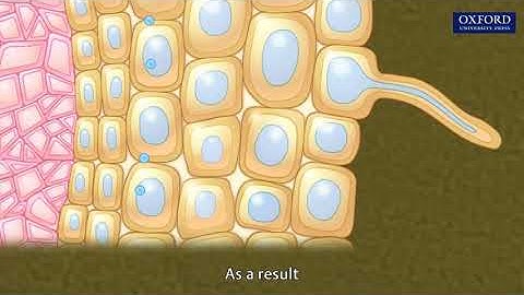 Animation 10.3 Absorption of water in plants