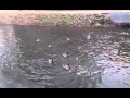 Duck feeding part 2