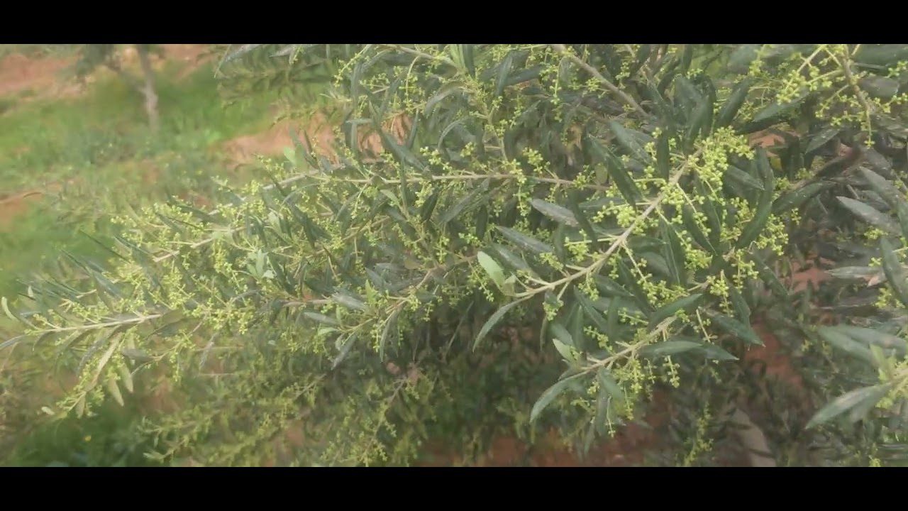 من مدينة كلميم المعالجة الشتوية لشجرة الزيتون .ولطلب المواد الفلاحية0661948455 rachid