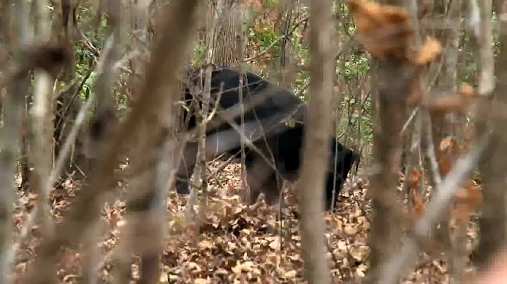 Trophy Quest Hog Hunting in Georgia - Bow Hunting