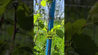Butasi de vita de vie de anul 2 #garden #villagelife #vegetables #fruit #viral