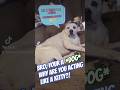 🕵️‍♂️ Identity crisis detected... 😵‍💫💙🐶💚😹