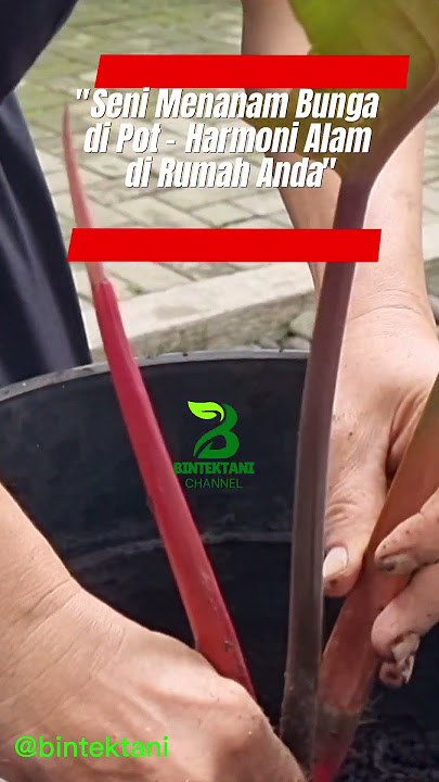 'Seni Menanam Bunga di Pot – Harmoni Alam di Rumah Anda'#bunga#taman#hoby#