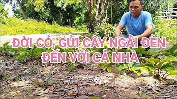 Gửi cây ngải đen đến với cả nhà đt 090 9577 542