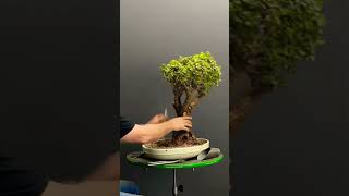 Transforming a Dwarf Jade bonsai from the African bushveld terryerasmusbonsai bonsai bonsaitree