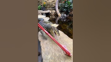 Target training my monitor lizard! 🦎😊