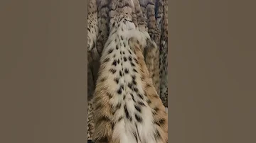 Шубы Соболь Рысь Милан Италия:(+39)3341694865