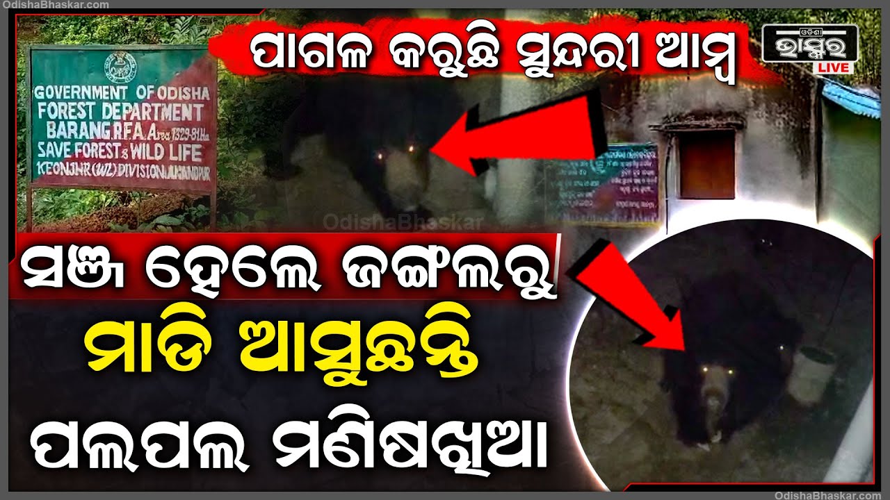 ସଞ୍ଜ ହେଲେ ସୁନ୍ଦରୀ ଆମ୍ବ ବାସ୍ନାରେ ଜଙ୍ଗଲରୁ ମାଡି ଆସୁଛନ୍ତି ପଲପଲ ଭାଲୁ , ଭୟରେ ଗାଁ ଛାଡ଼ୁଛନ୍ତି ଲୋକେ