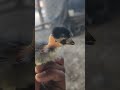 the chicken born less hair