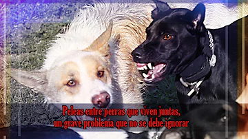 ¿Las perras viven más que los perros?