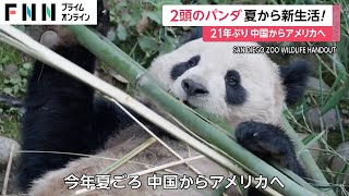 中国はチベットからパンダを盗んだ 中国はチベットからパンダを盗んだ - メルカリ