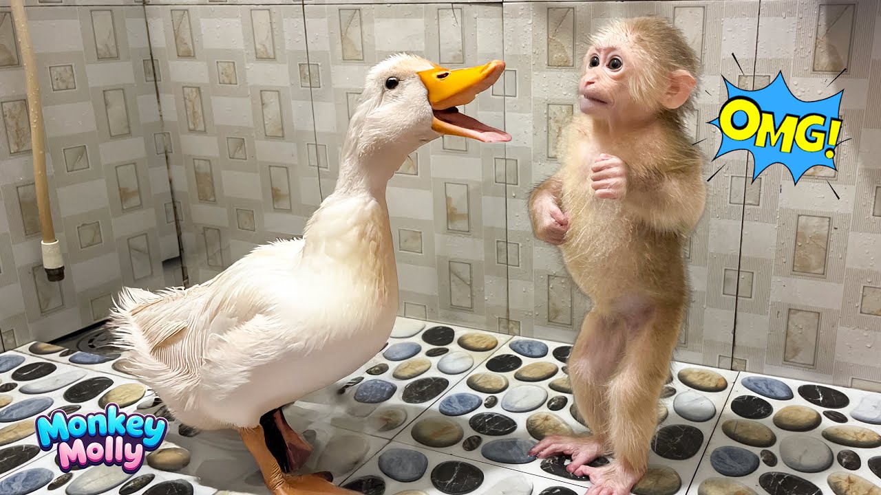 Disaster strikes when monkey Molly takes care of a duck